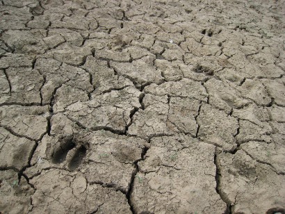 Muddy Deer Track