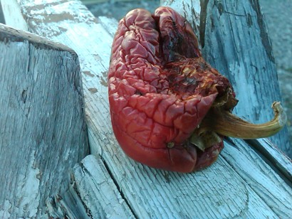 Rotting Pepper