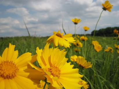 Yellow Daisy